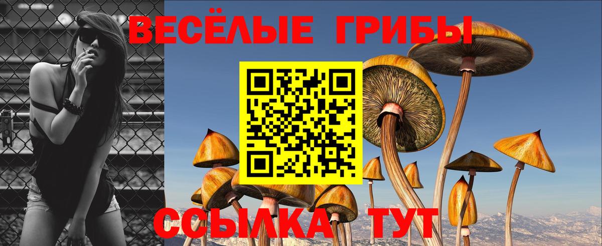 Галлюциногенные грибы Psilocybe  наркотики  Нальчик  Галлюциногенные грибы Psilocybine cubensis  Вход с VPN 